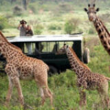 Going on Safari in Rwanda