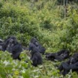 Meet the Eastern Lowland Gorillas of Kahuzi Biega