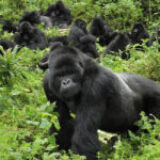 Go Gorilla Trekking: Uganda Vs Rwanda